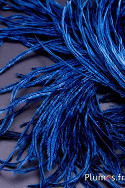 Autruche barbules - 8-15 cm - bleu nuit